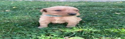Golden Retriever dogs for sale: Max (teal) - Ad 6