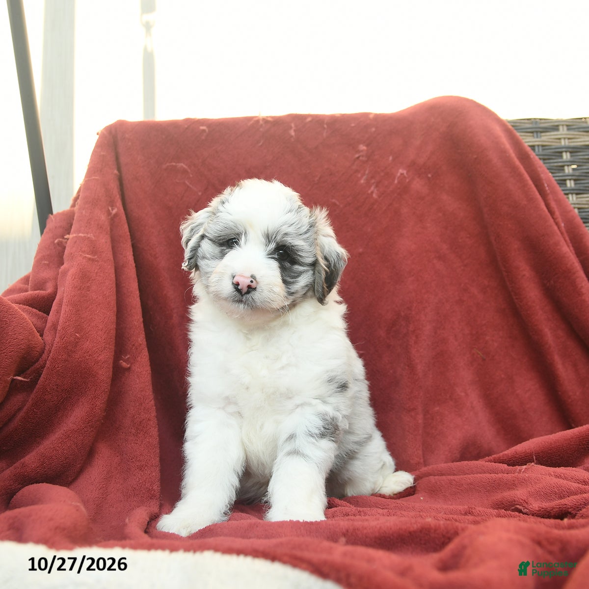 Mini Aussiedoodle dogs for sale: Fergus  - Ad 2