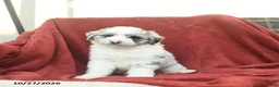 Mini Aussiedoodle dogs for sale: Fergus  - Ad 2