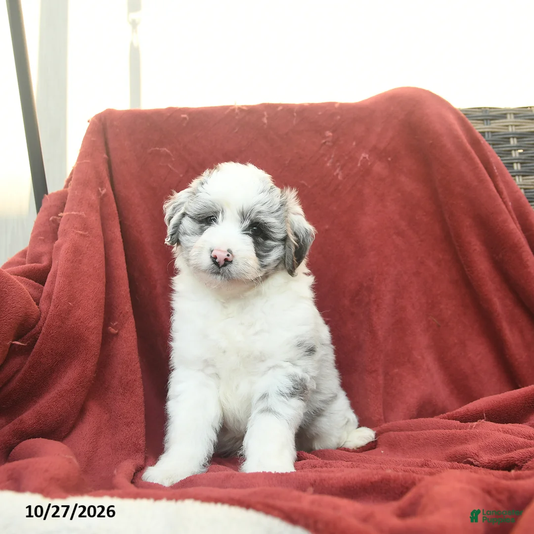 Mini Aussiedoodle dogs for sale: Fergus  - Ad 2