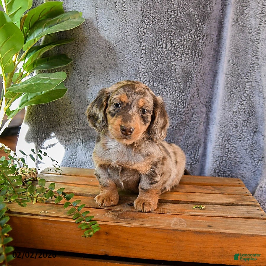 Miniature Dachshund dogs Casey - Ad 2