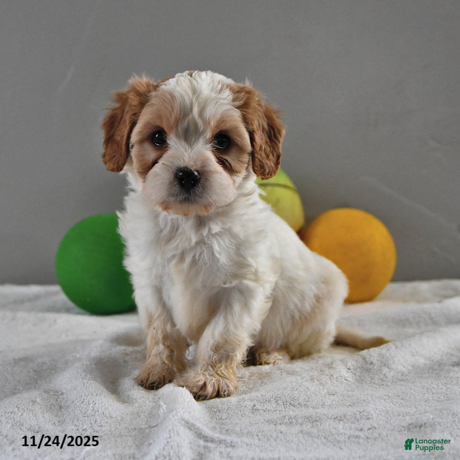 Cavapoo dogs Andy - Ad 15
