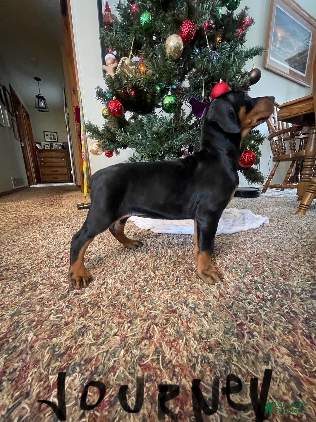 Doberman Pinscher dogs for sale: Journey - Ad 5