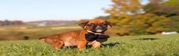 Boxer dogs for sale: Rocky - Ad 4
