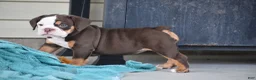 Beabull dogs for sale: Echo - Ad 11