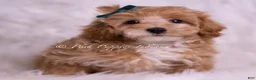 Maltipoo dogs for sale: Butterscotch - Ad 3
