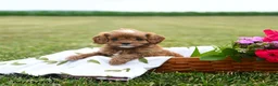 Cavapoo dogs for sale: Summer - Ad 1