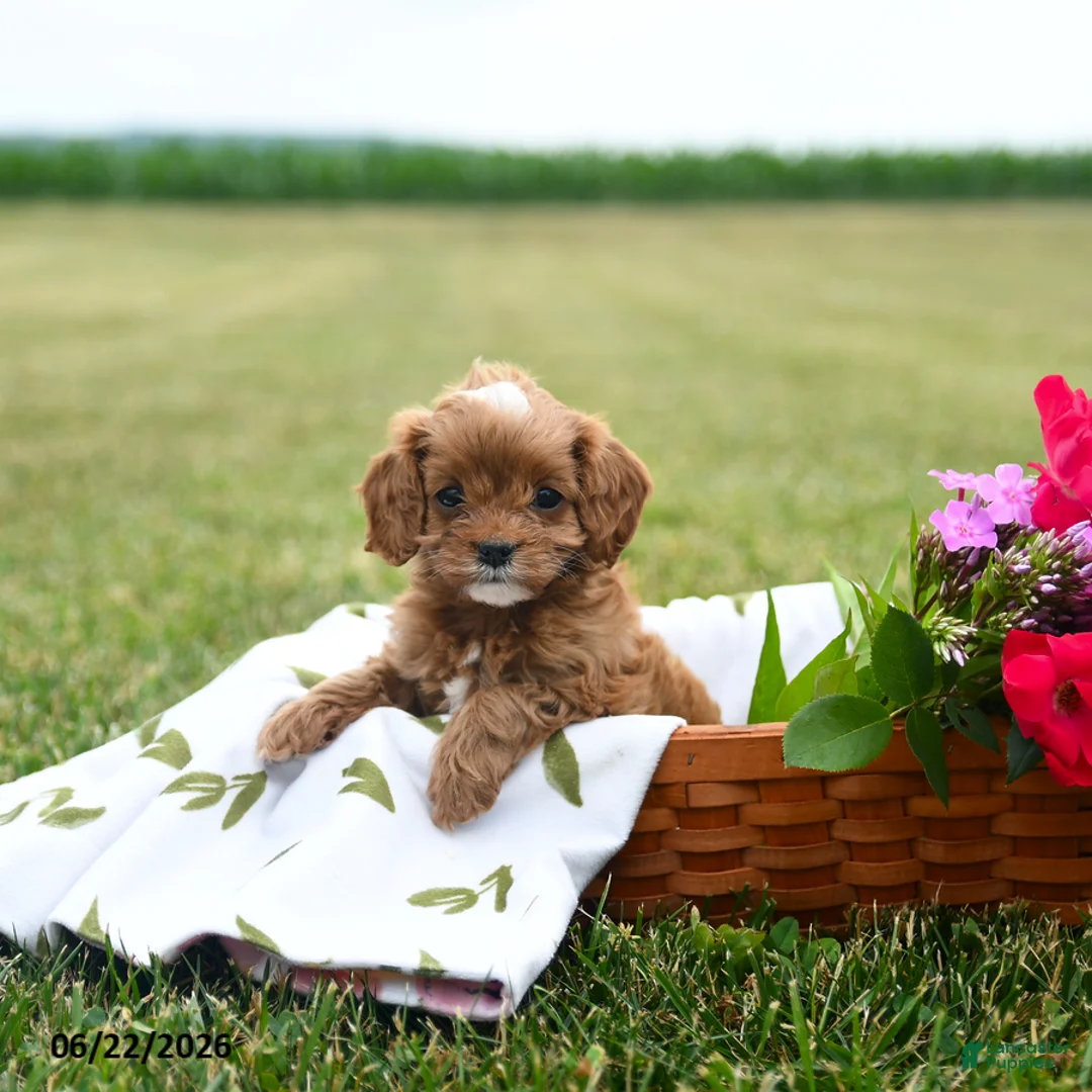 Cavapoo dogs for sale: Summer - Ad 1