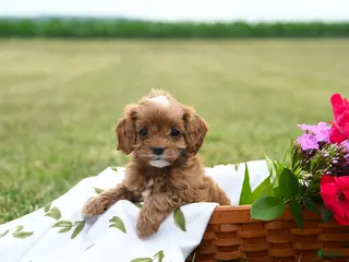 Cavapoo dogs for sale: Summer - Ad 3