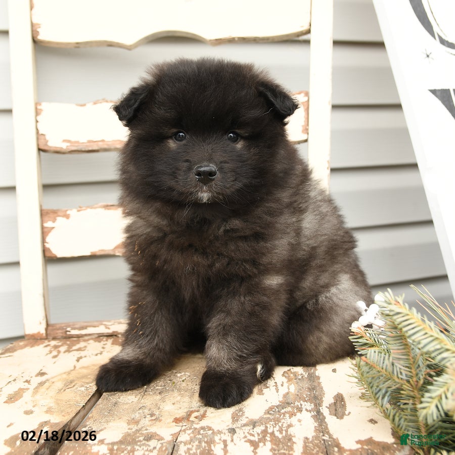 Keeshond dogs Skipper - Ad 1