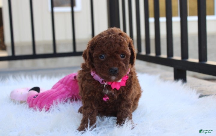 Toy Poodle dogs Macy - Ad 2