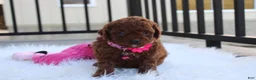 Toy Poodle dogs for sale: Macy - Ad 2