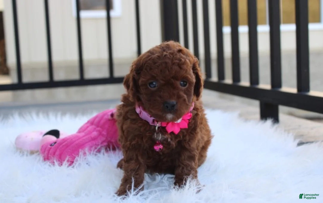 Toy Poodle dogs for sale: Macy - Ad 2