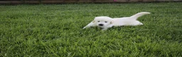Golden Retriever dogs for sale: Casper - Ad 9