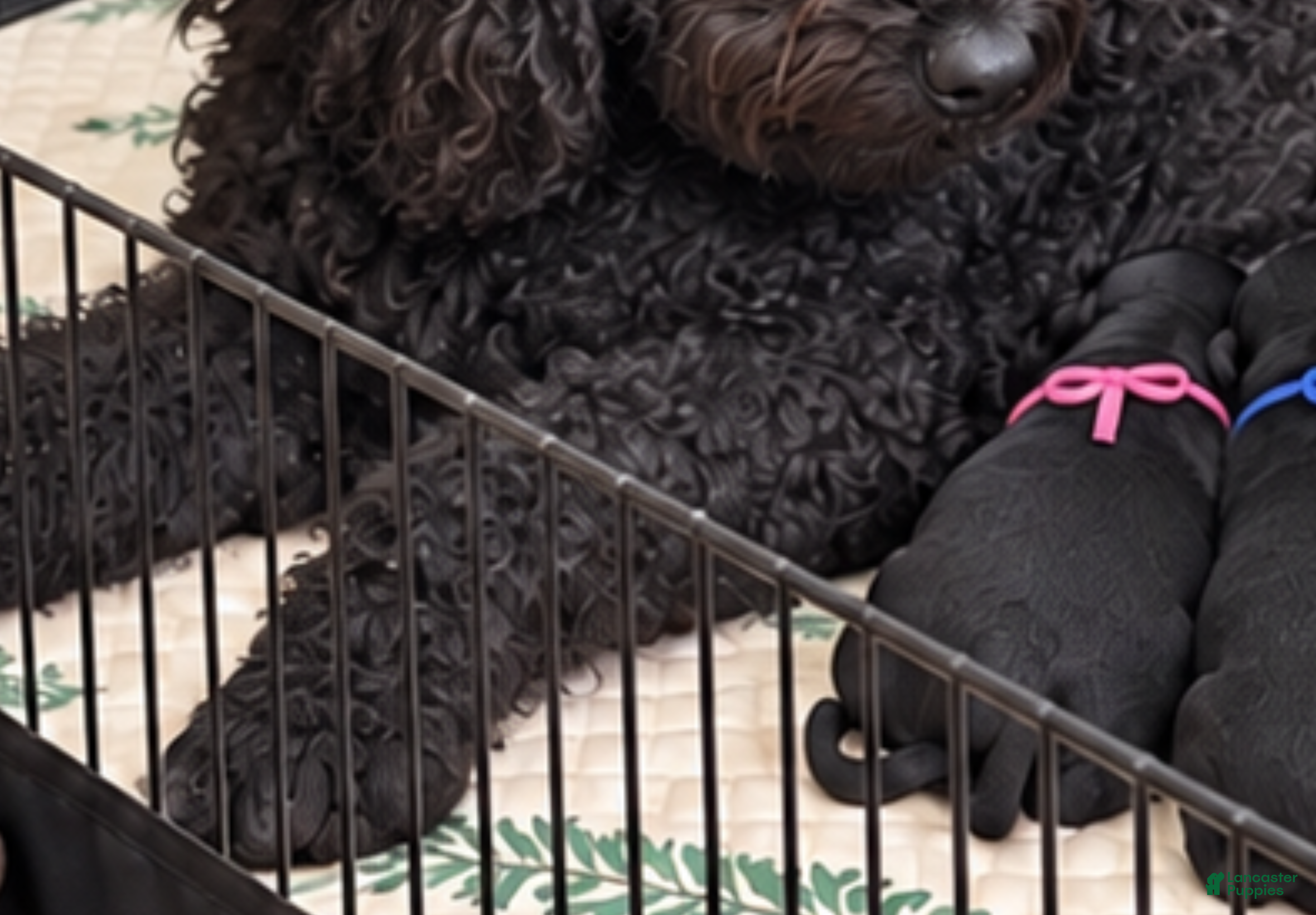 Mini Goldendoodle dogs for sale: Mini Goldendoodle Pink - Ad 11
