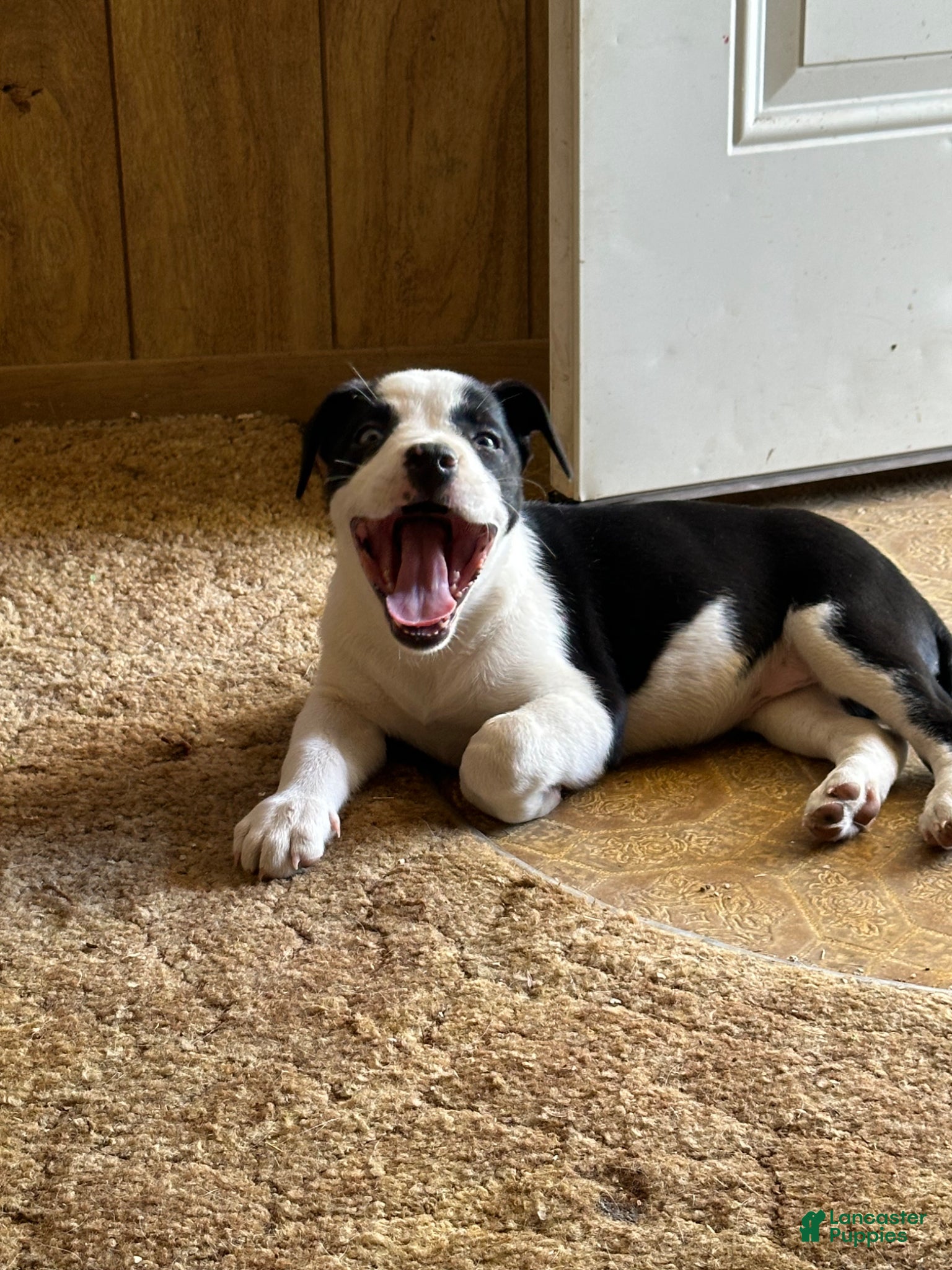 Mixed Breed dogs Mixed Breed Puppy 1 - Ad 9