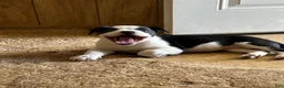 Mixed Breed dogs for sale: Mixed Breed Puppy 1 - Ad 1