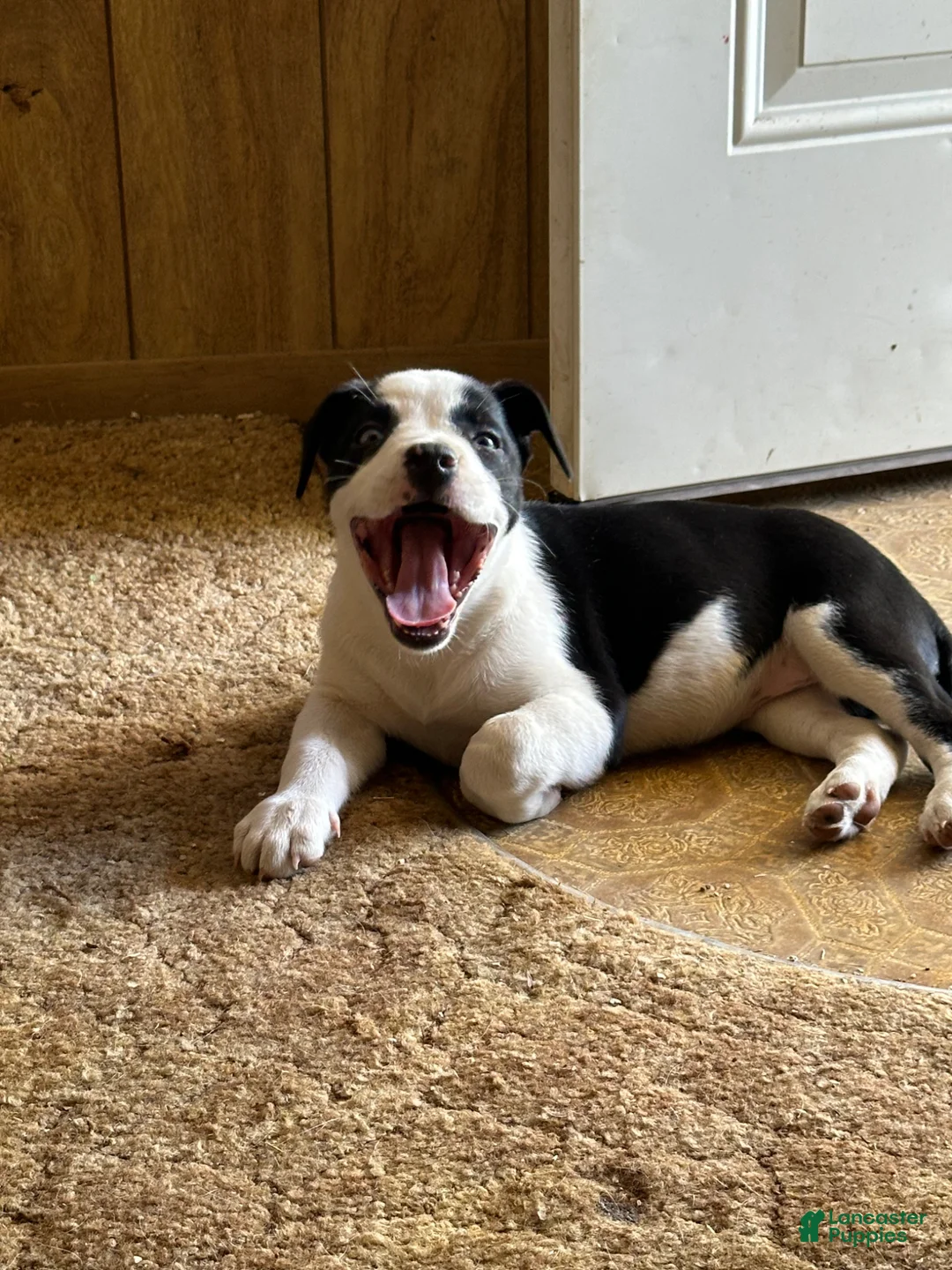 Mixed Breed dogs for sale: Mixed Breed Puppy 1 - Ad 1