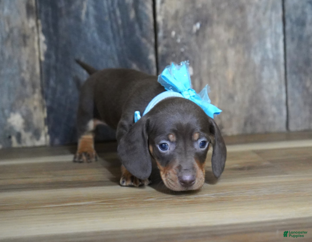Miniature Dachshund dogs Cole - Ad 1