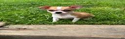 Chihuahua dogs for sale: Cookie - Ad 7