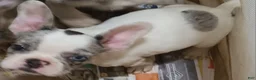 French Bulldog dogs for sale: Piglet  - Ad 4