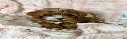 Cavapoo dogs for sale: Remi-toy - Ad 5