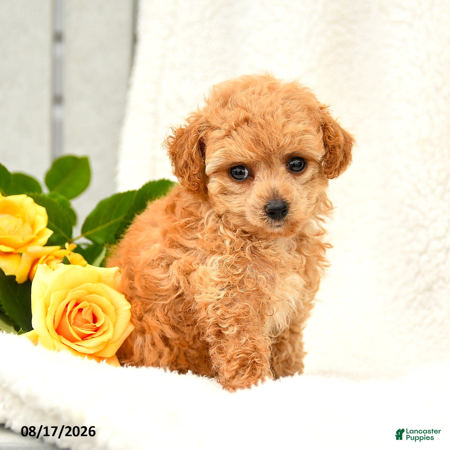 Toy Poodle dogs Tricia - Ad 2