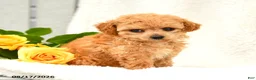 Toy Poodle dogs for sale: Tricia - Ad 2