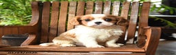 Cavalier King Charles Spaniel dogs for sale: Buster - Ad 1