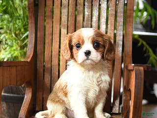 Cavalier King Charles Spaniel dogs Buster - Ad 4