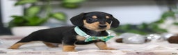 Miniature Dachshund dogs for sale: Blake - Ad 9