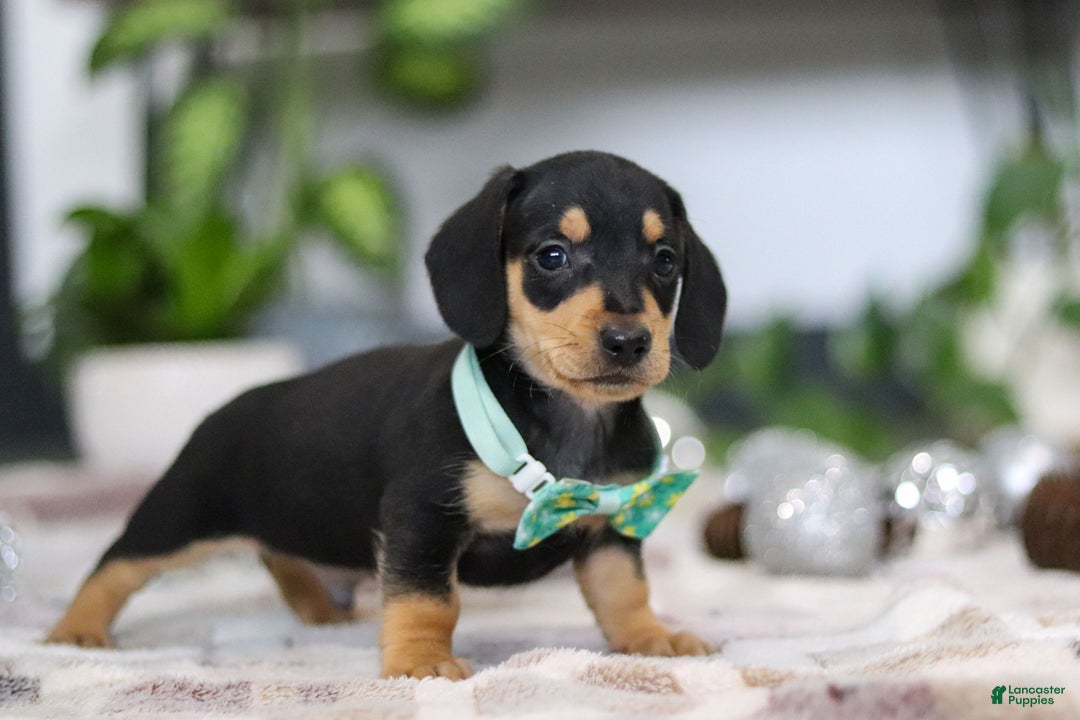 Miniature Dachshund dogs for sale: Blake - Ad 9