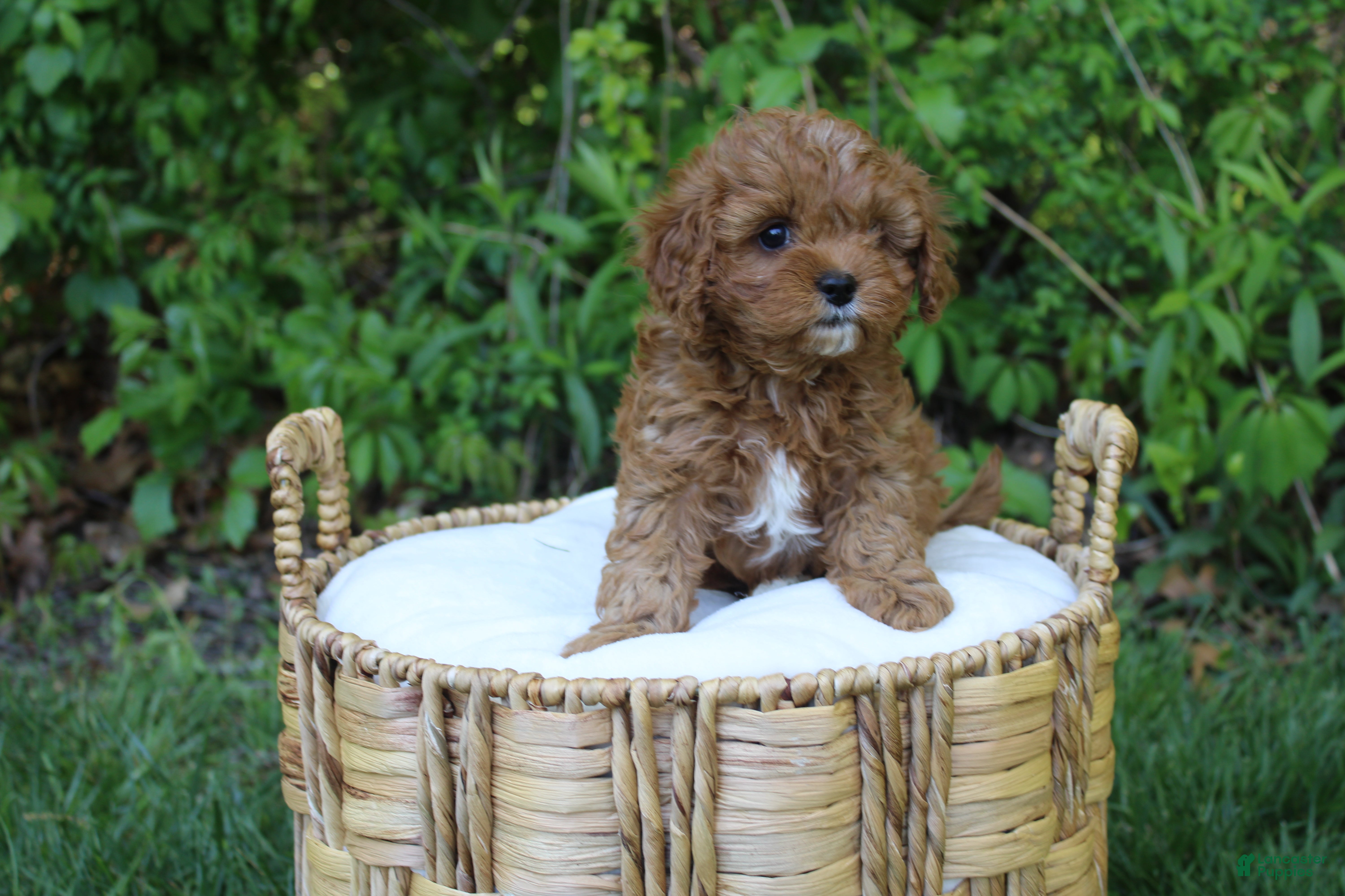 Cavapoo dogs for sale: Al - Ad 1