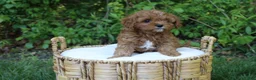 Cavapoo dogs for sale: Al - Ad 1