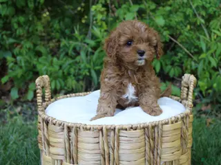 Cavapoo dogs for sale: Al - Ad 1