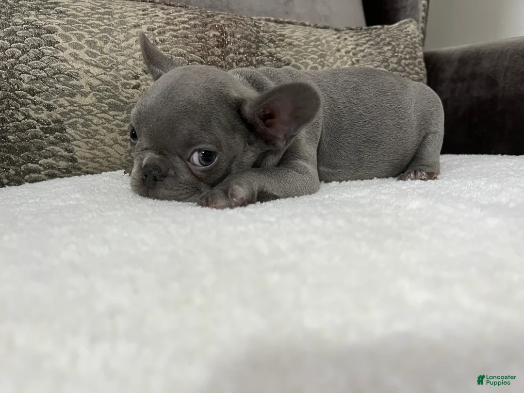 French Bulldog dogs for sale: Maverick  - Ad 3