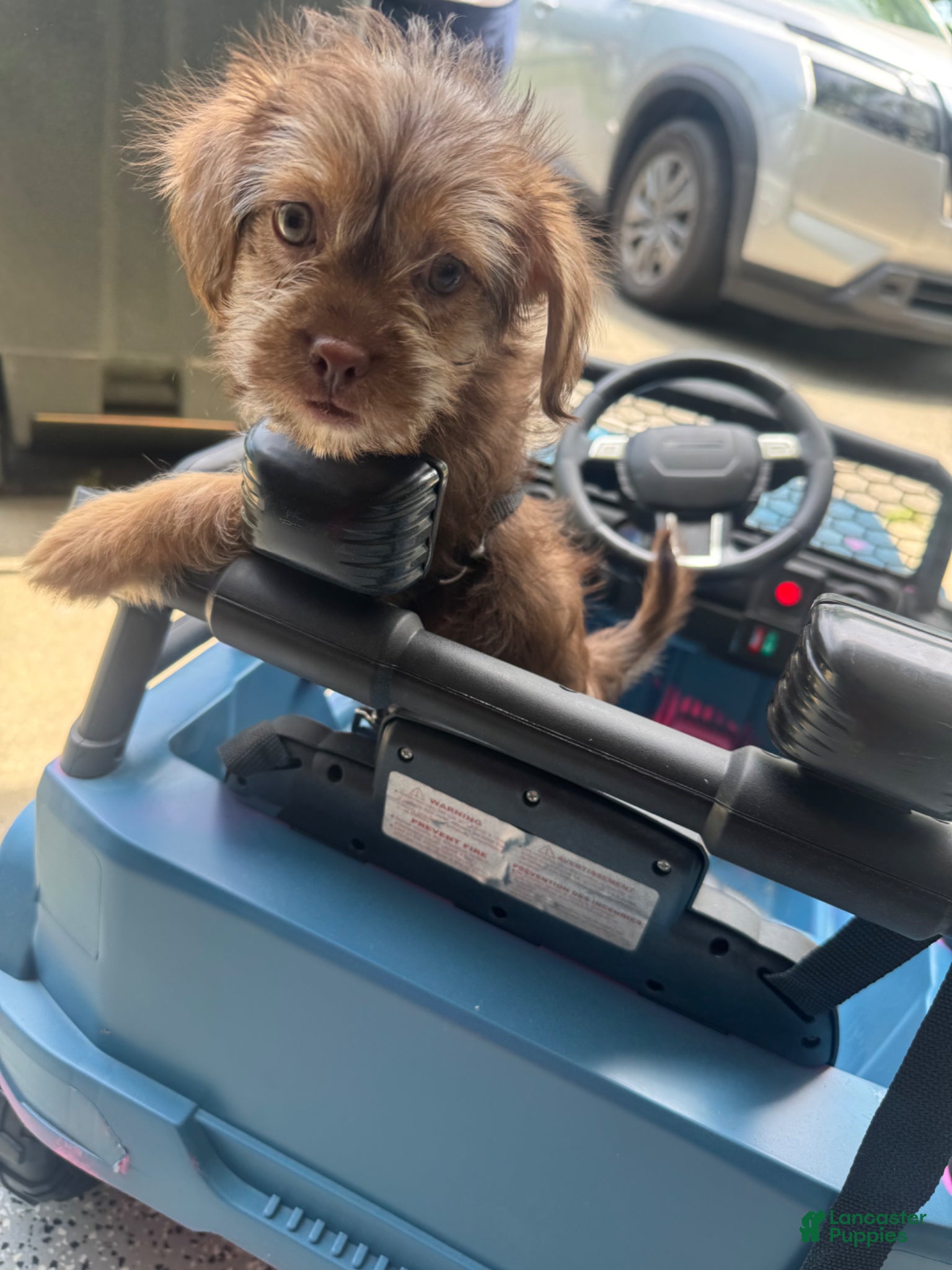 Mixed Breed dogs Mixed Breed Puppy 1 - Ad 36