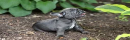 French Bulldog dogs for sale: Easton - Ad 6