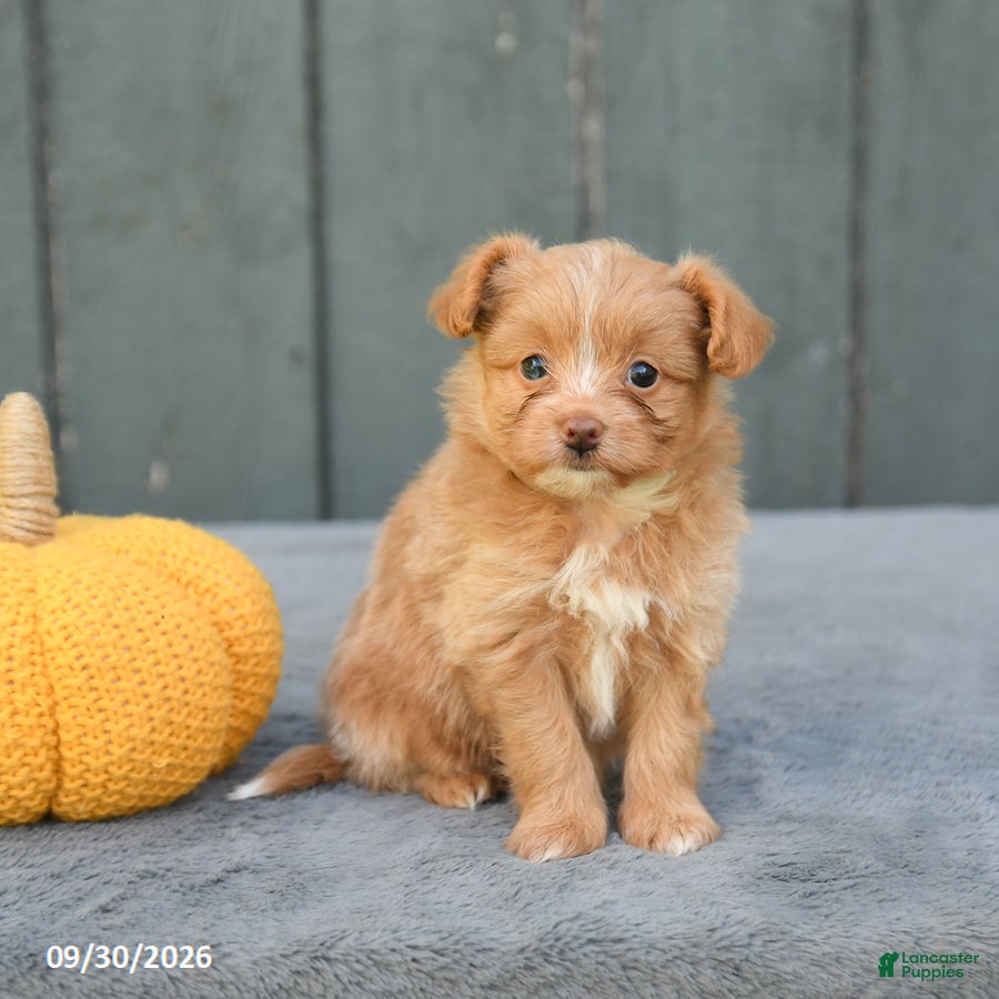 Pomapoo dogs Jemma - Ad 2