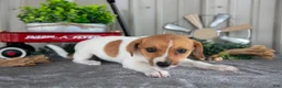 Mixed Breed dogs for sale: Sandy - Ad 3