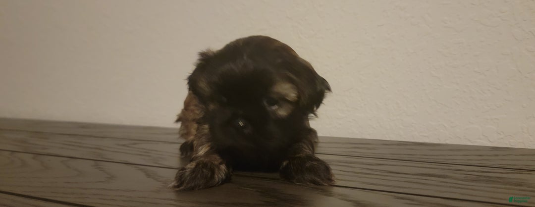 Shih Tzu dogs for sale: COOPER, Shih Tzu, Male, 10 weeks, AKC Champion Blood Line - Ad 8