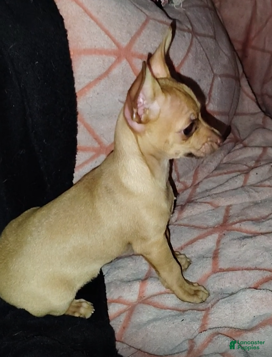 Chihuahua dogs Chihuahua Puppy 1 - Ad 22