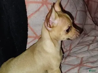 Chihuahua dogs Chihuahua Puppy 1 - Ad 22