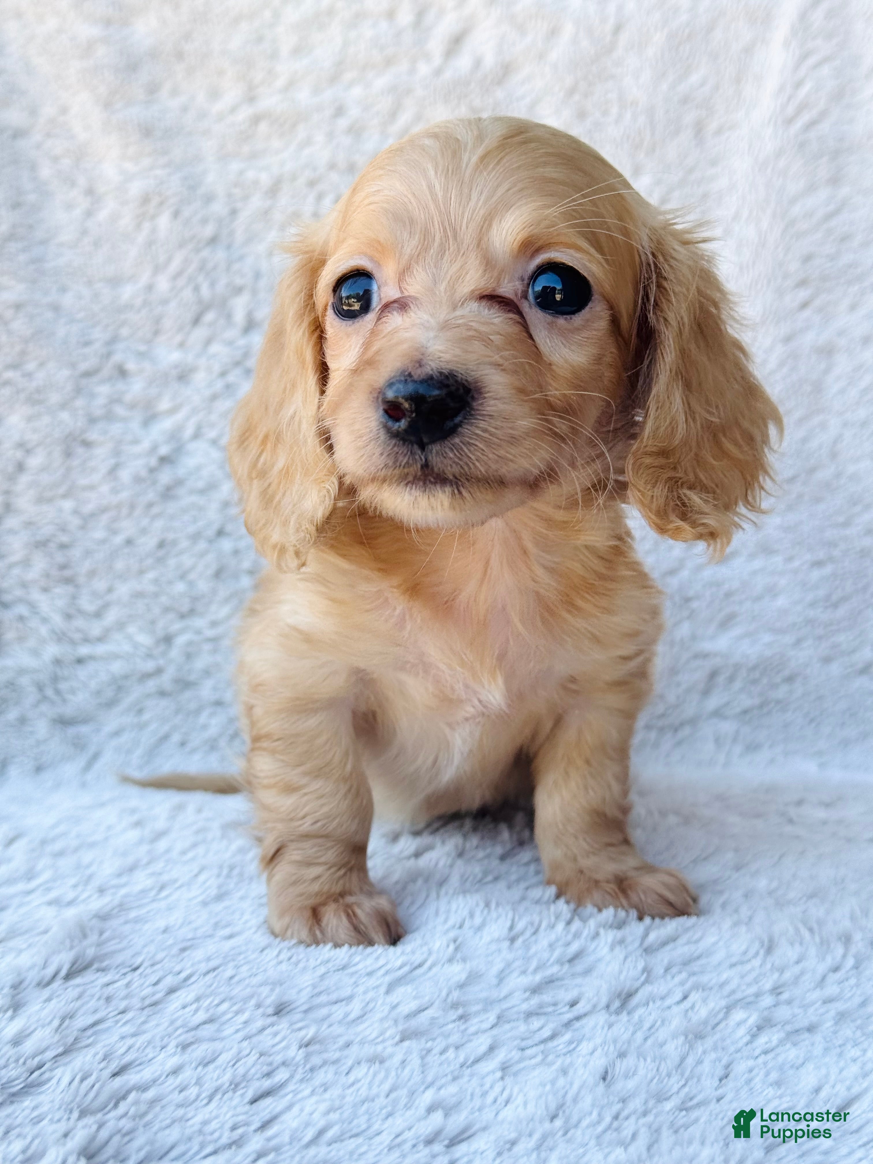 Miniature Dachshund dogs AKC Longhair Red Girl Mini Dachshund - Ad 23