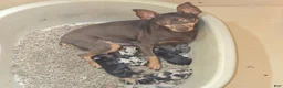 Miniature Pinscher dogs for sale: Angel  - Ad 5