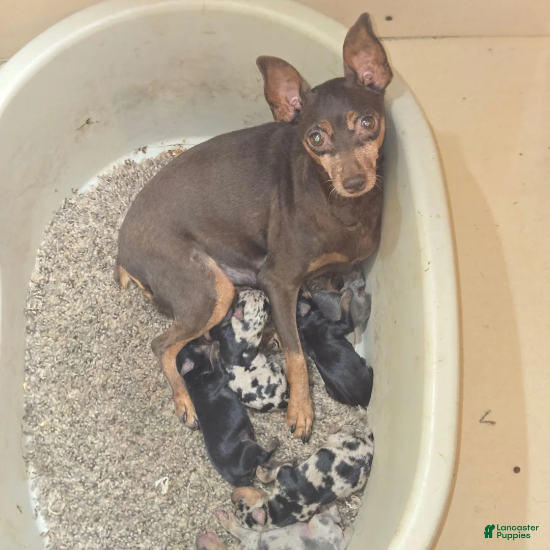 Miniature Pinscher dogs for sale: Angel  - Ad 5