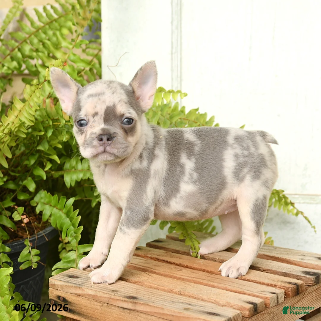 French Bulldog dogs for sale: Jolene - Ad 1