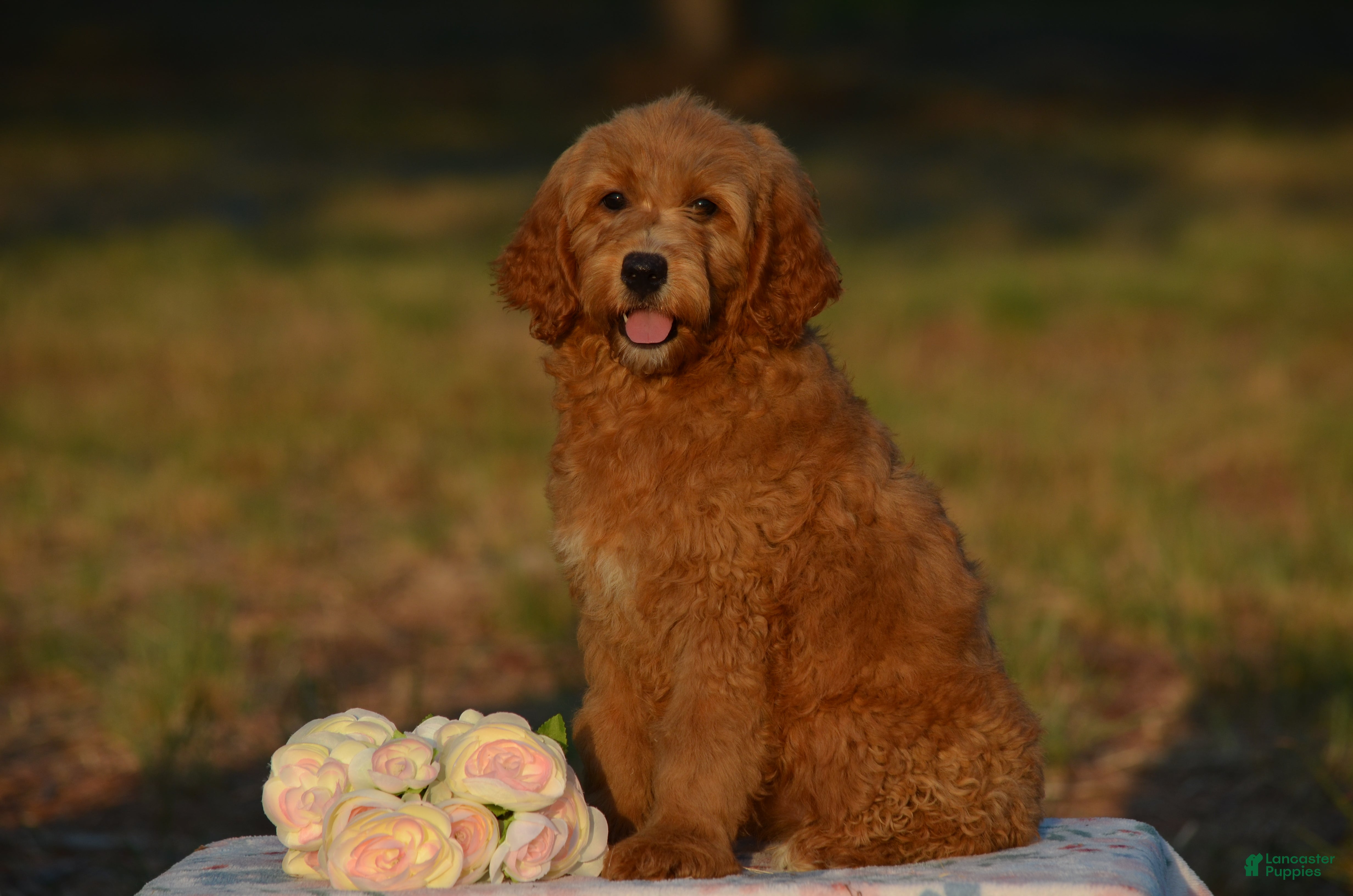 Mini Goldendoodle dogs Ashley  - Ad 1
