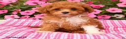Toy Poodle dogs for sale: Penny - Ad 3