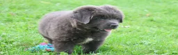 Newfoundland dogs for sale: Montoya - Ad 7
